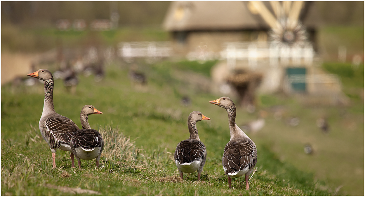 Gänsejagd