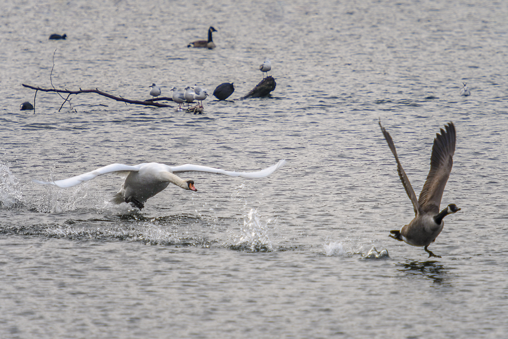 Gänsejagd macht Spaß