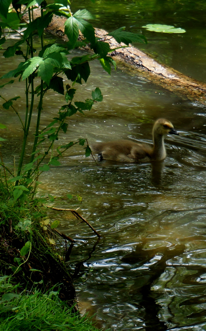 Gänsejunges