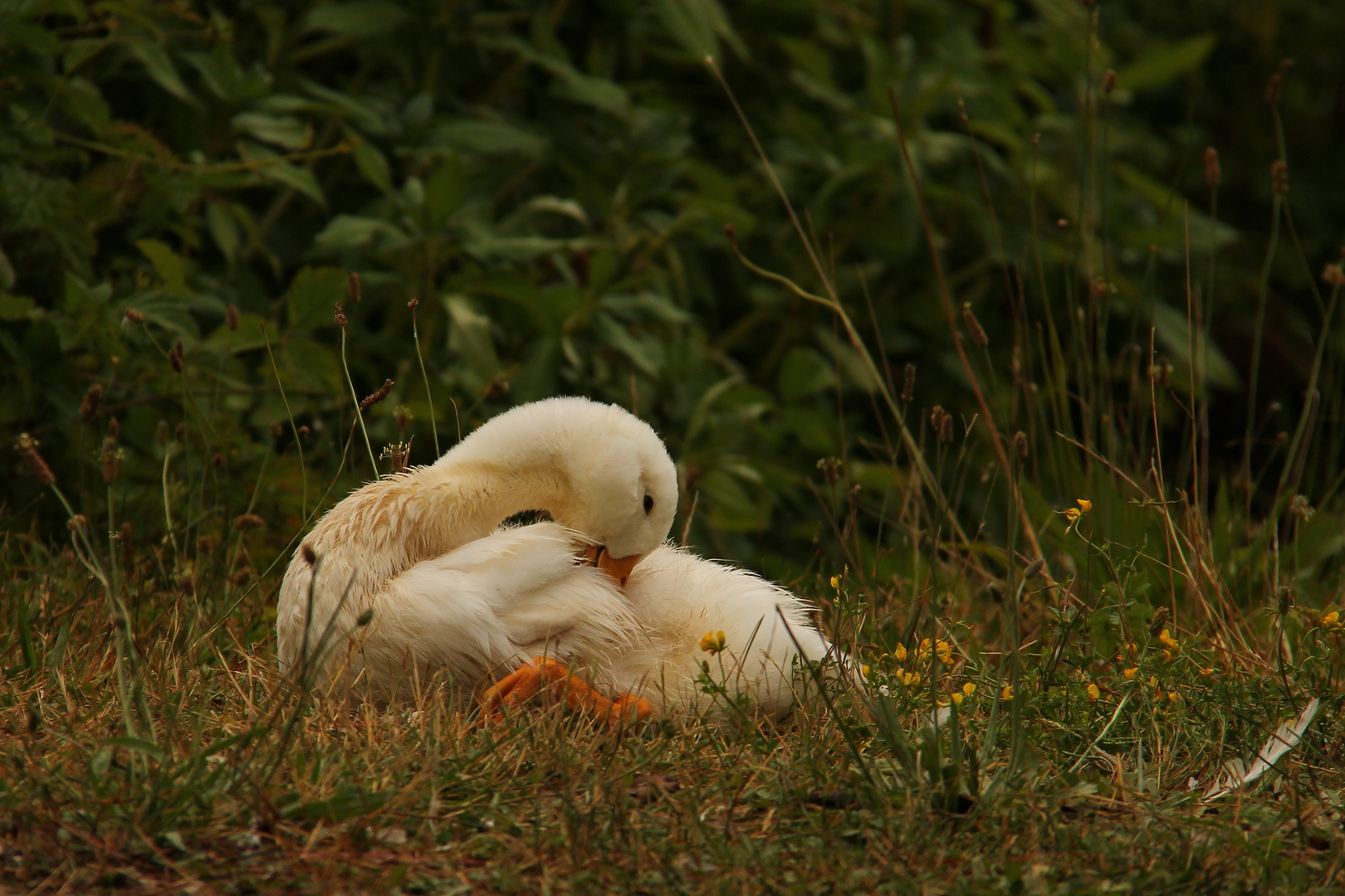 Gänsekind 