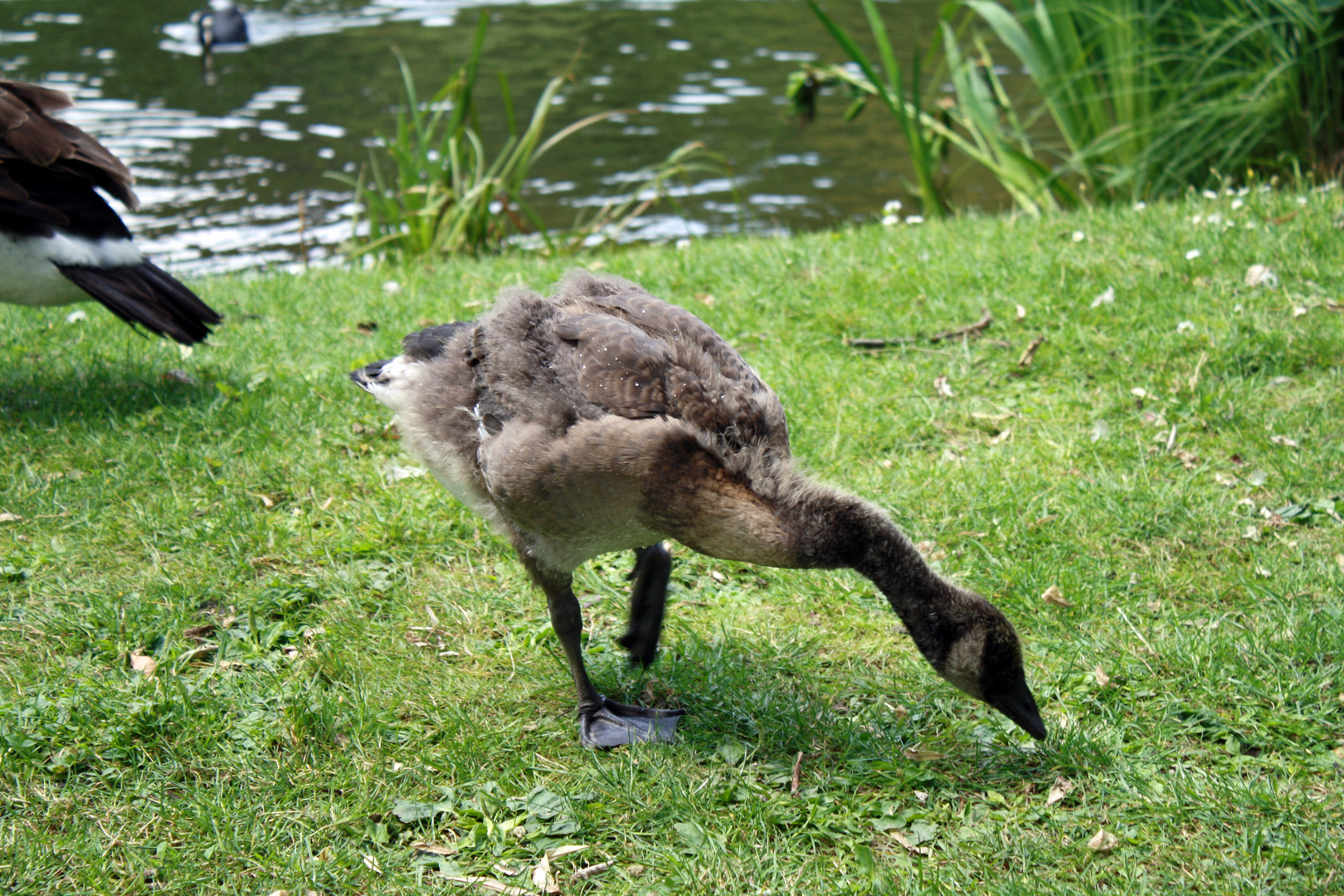 Gänsekind