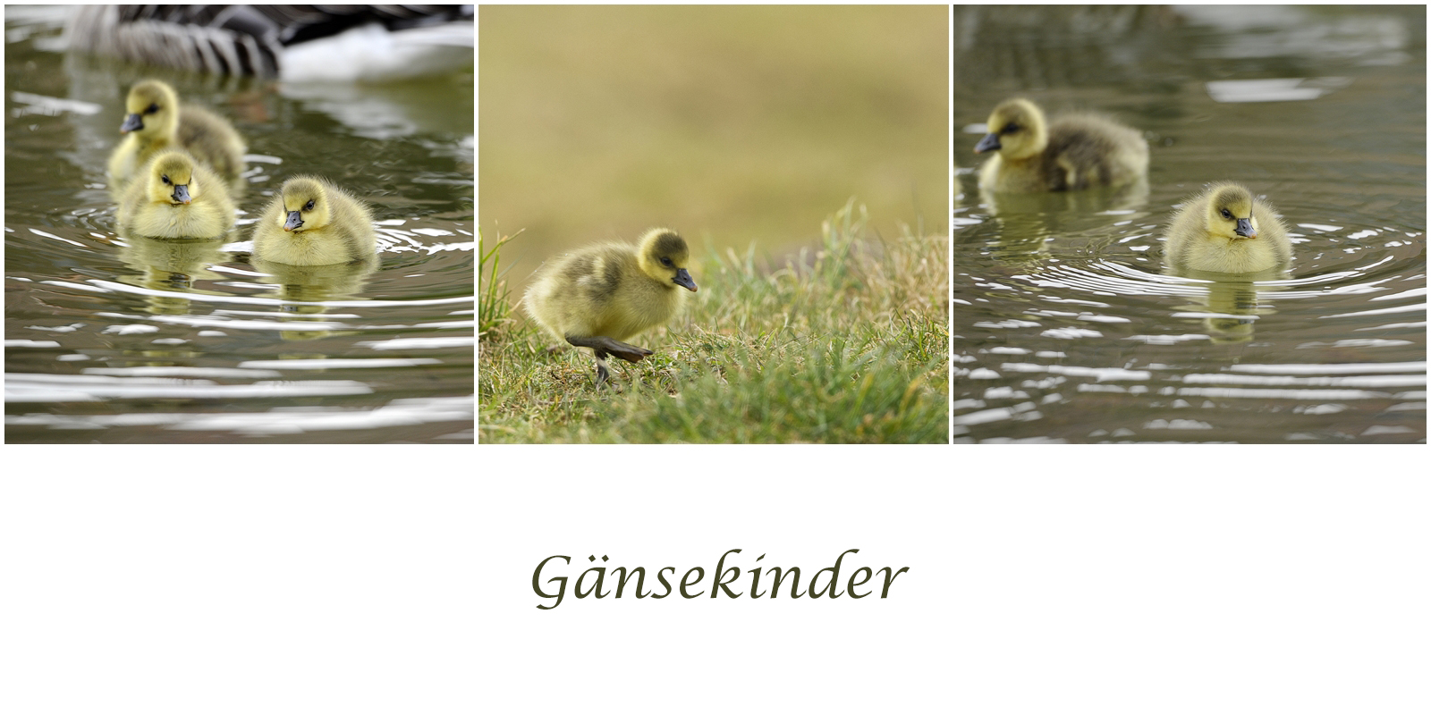 Gänsekinder