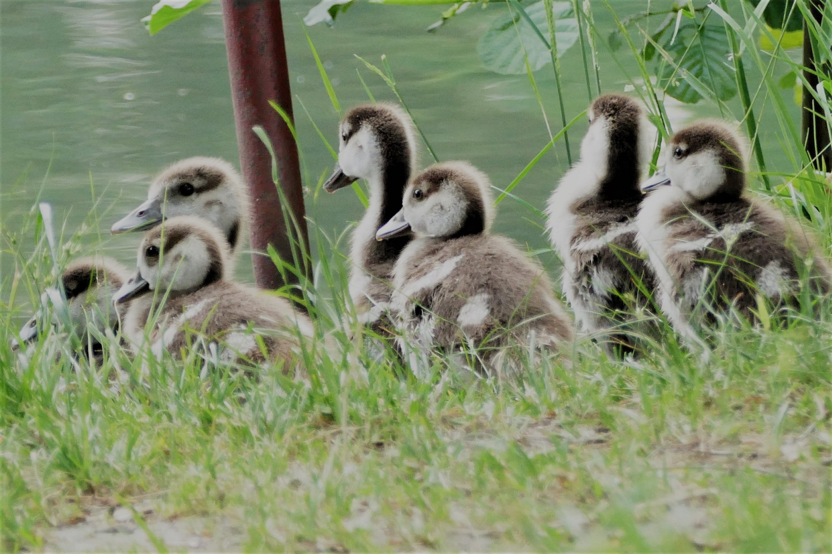 Gänsekinder wartend auf die Mutter