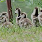 Gänsekinder wartend auf die Mutter