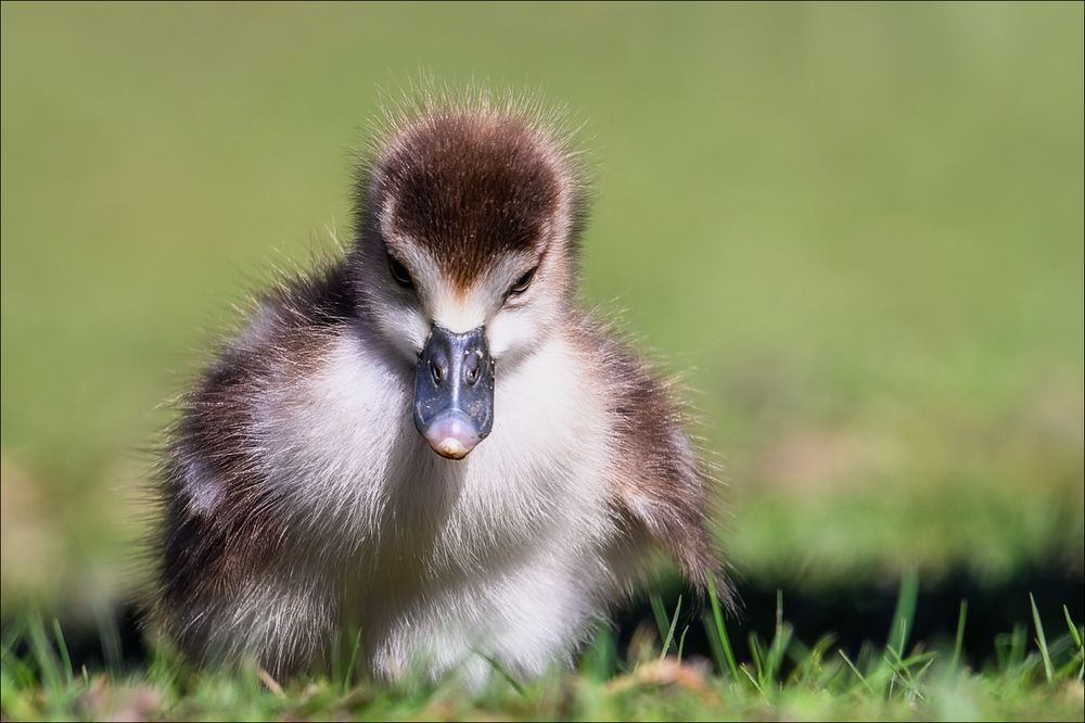 Gänseklein