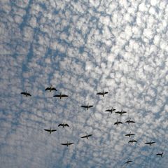 Gänseklein auf Schäfchenwolken an blauem Sommerhimmel - NSG Reinheimer Teiche, Odenwald, 27.6.2012