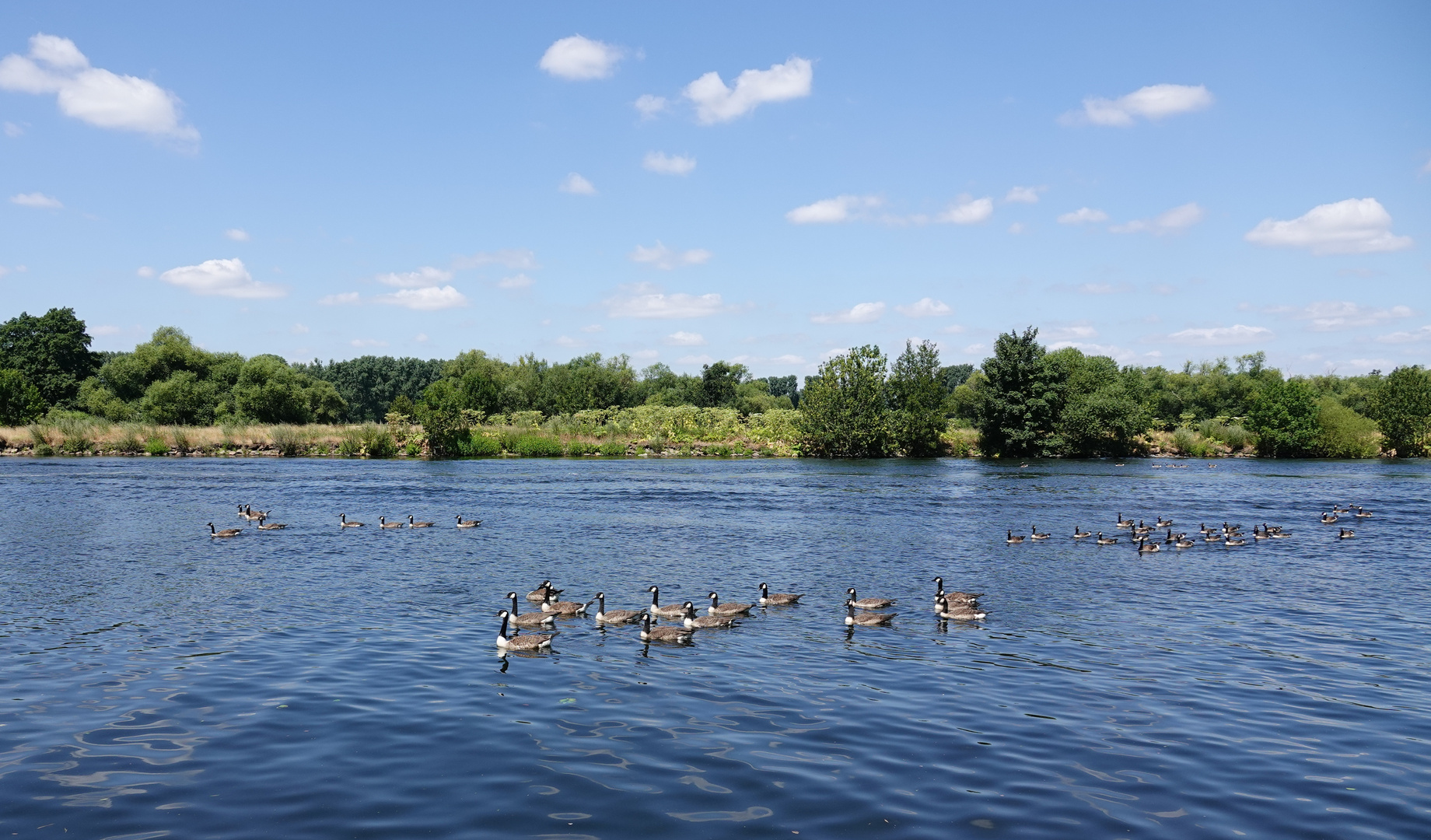 GÄNSEKOLONIE auf der Ruhr