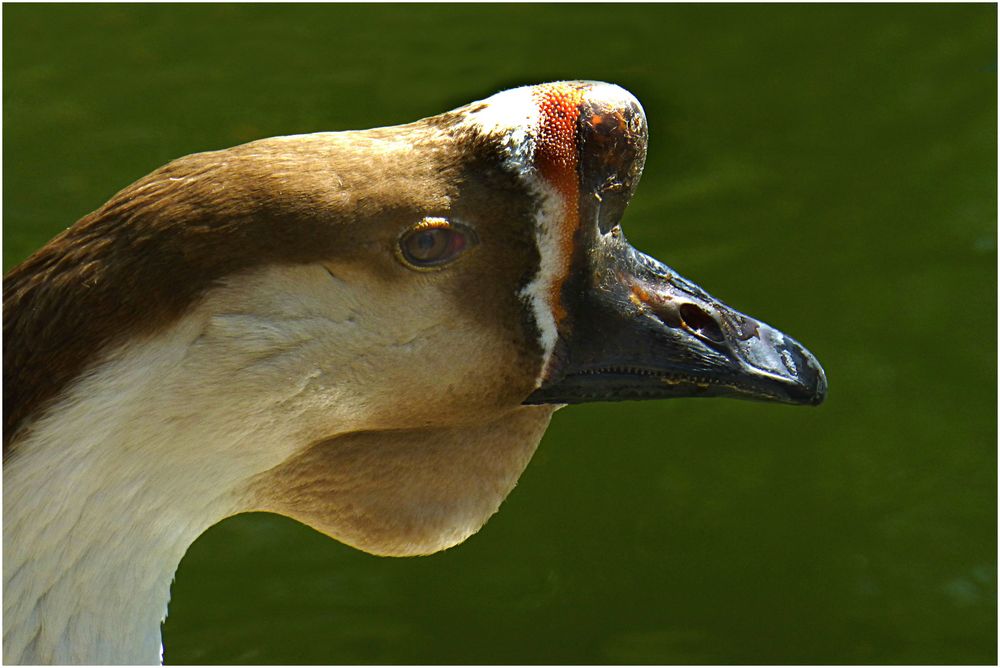 Gänsekopf (Neuwieder Zoo)