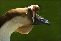 Gänsekopf (Neuwieder Zoo)