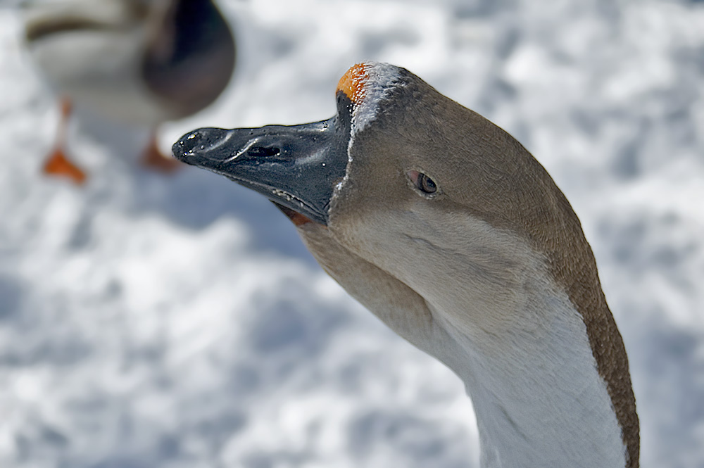 gänsekopfportrait