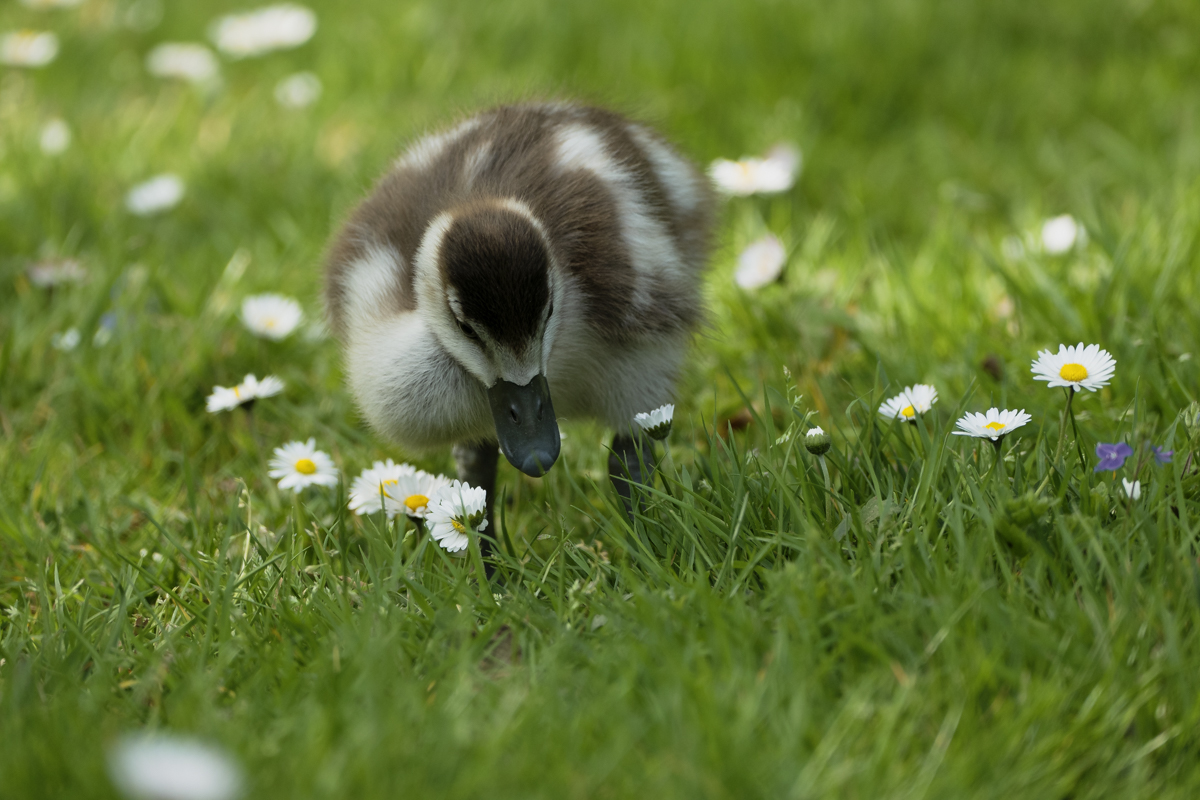 Gänsekücken trifft Gänseblümchen