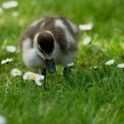 Gänsekücken trifft Gänseblümchen