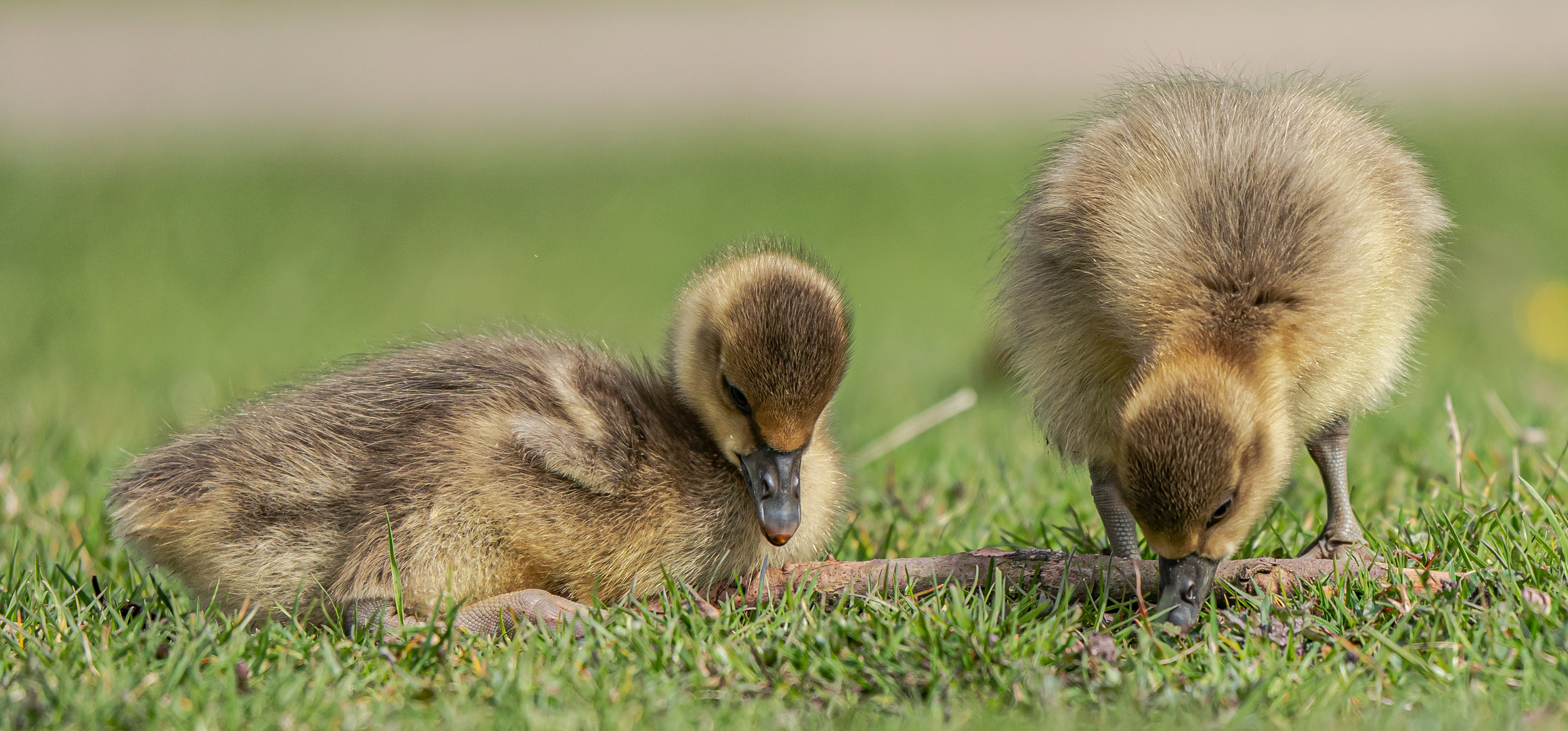 Gänseküken Foto & Bild tiere, zoo, wildpark & falknerei, vögel Bilder