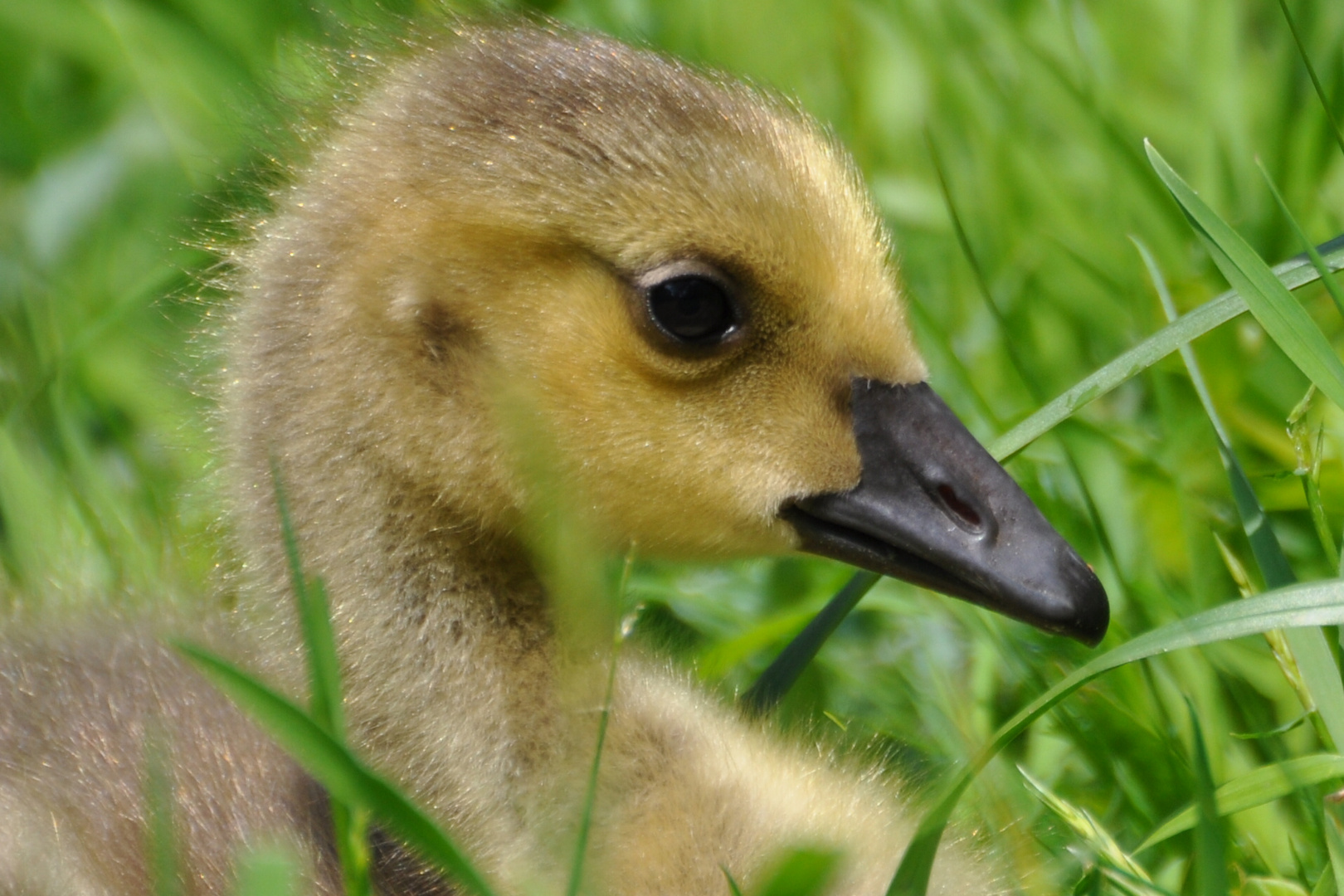 Gänseküken