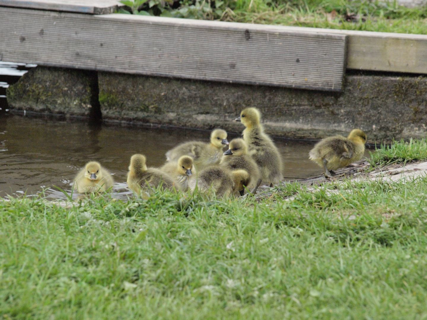 Gänseküken am Kiessee in Göttingen