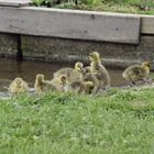 Gänseküken am Kiessee in Göttingen