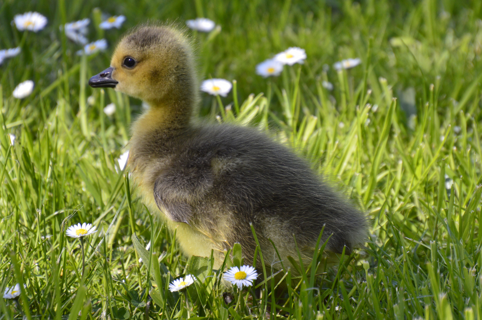 Gänseküken futtert Gänseblümchen