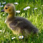 Gänseküken futtert Gänseblümchen