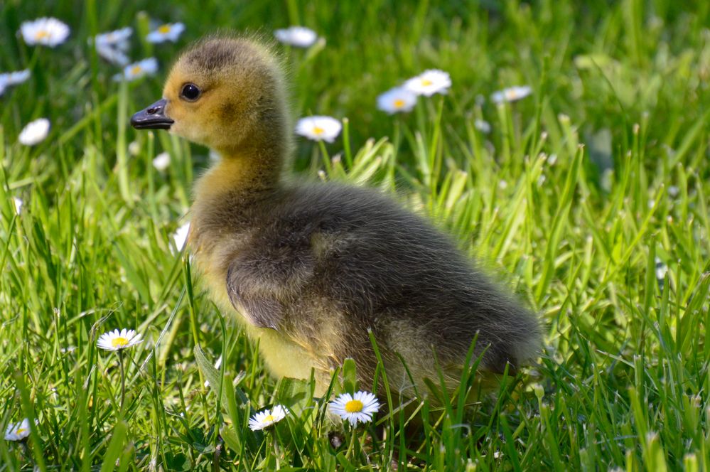 Gänseküken futtert Gänseblümchen