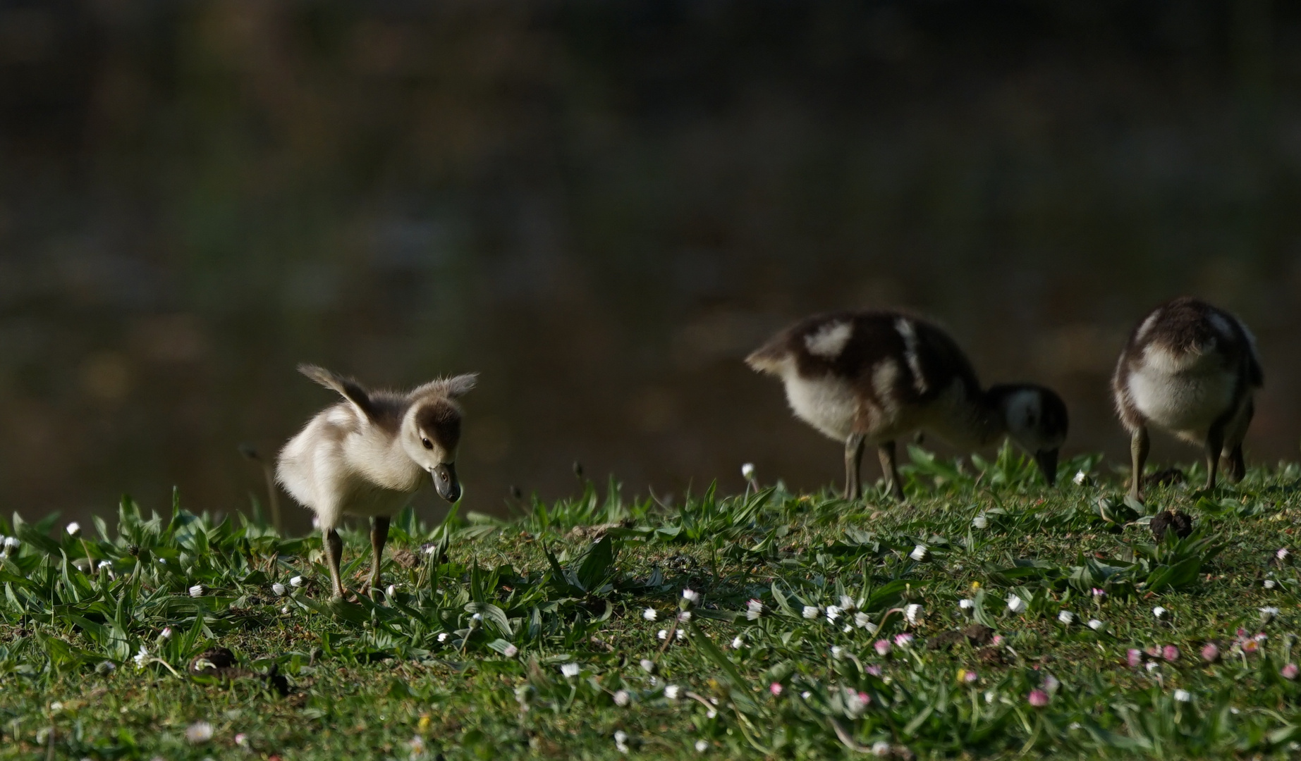 Gänseküken im Anmarsch 