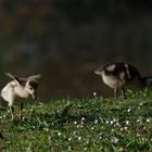 Gänseküken im Anmarsch 