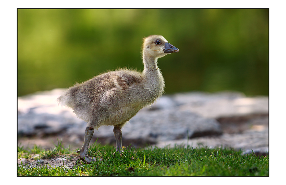 Gänseküken im Frühling 2009