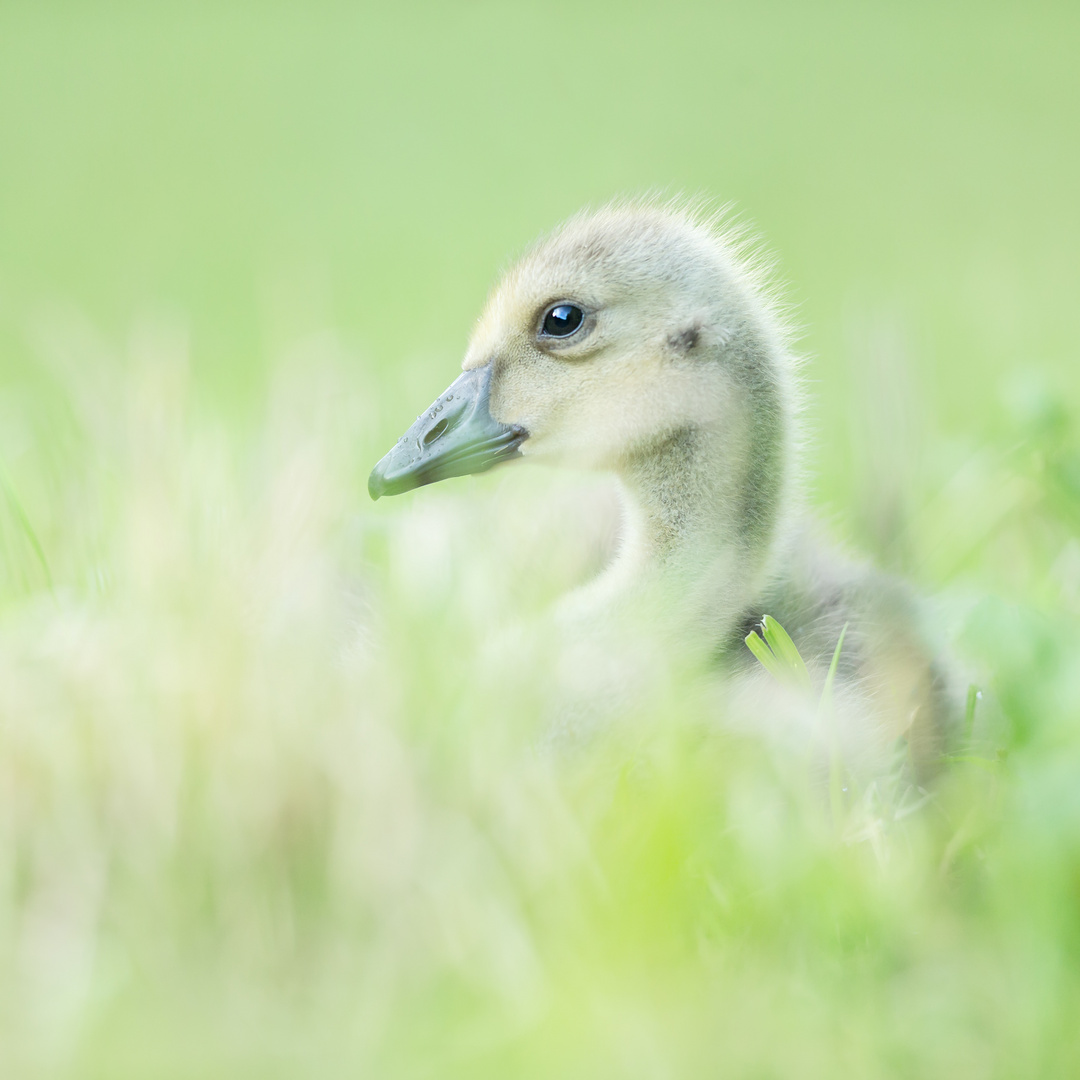 Gänseküken im Frühling