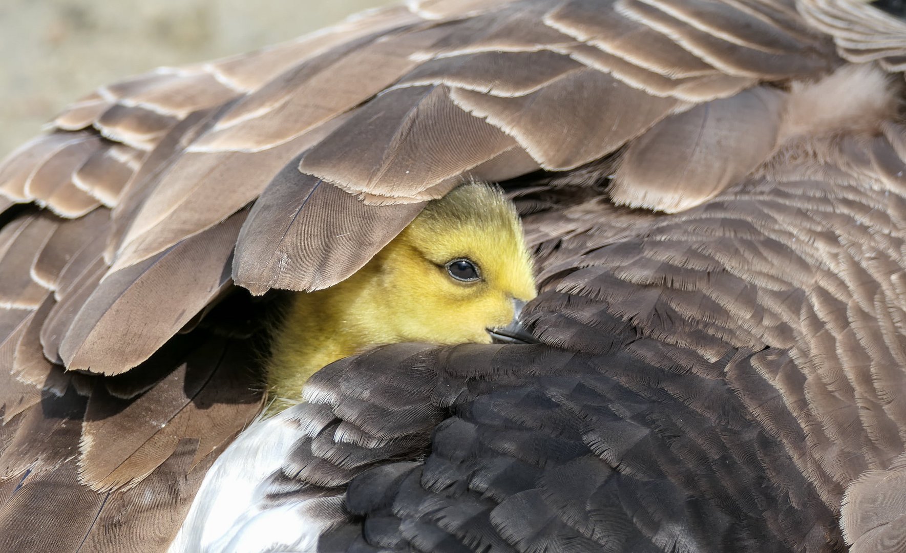 Gänseküken kuschelt sich in Mamis Fell