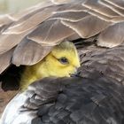 Gänseküken kuschelt sich in Mamis Fell