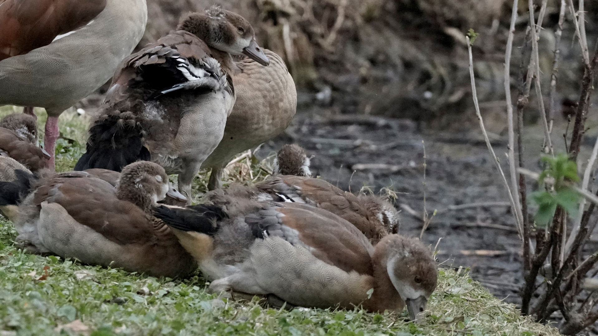 Gänseküken - Rast am Ufer