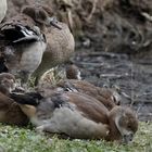 Gänseküken - Rast am Ufer