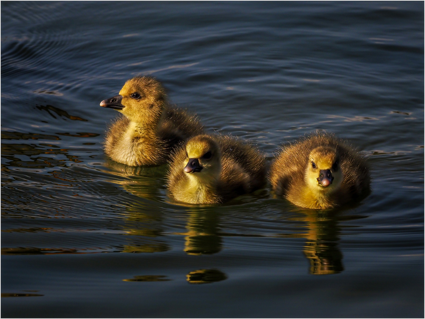 Gänseküken Trio