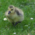 Gänseküken und Gänseblümchen