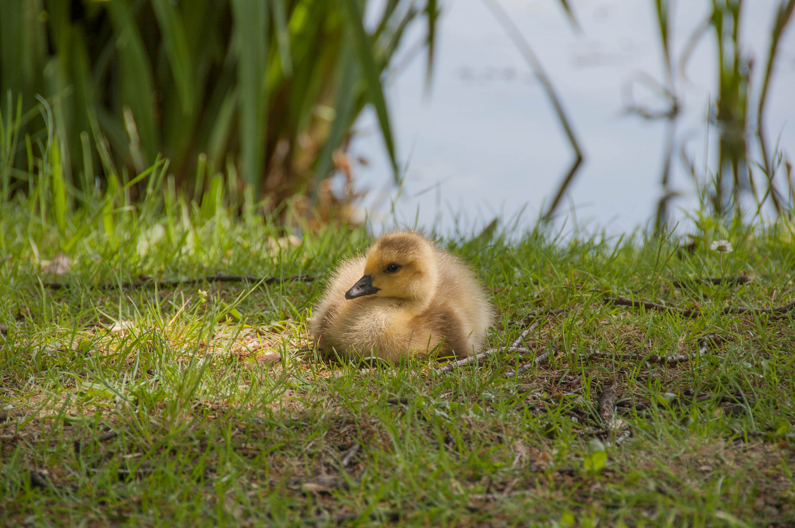 Gänseküken vom Dutzendteich