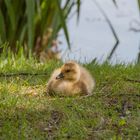 Gänseküken vom Dutzendteich