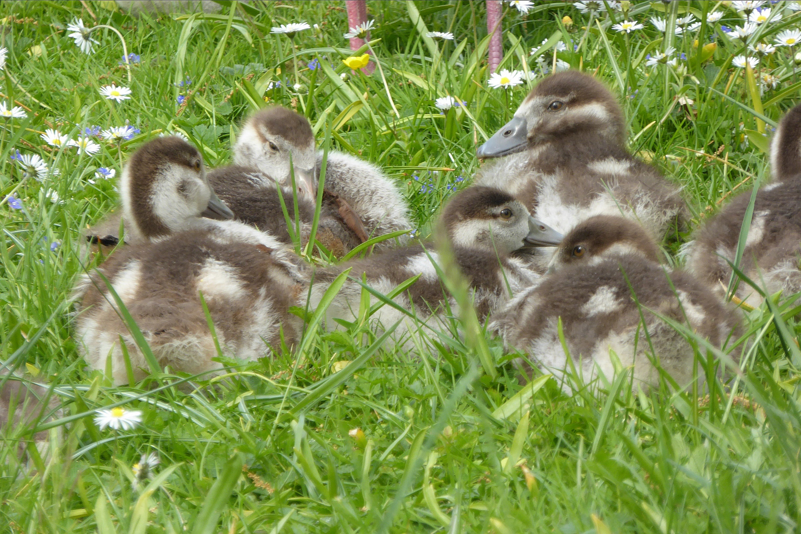 Gänseküken von nah