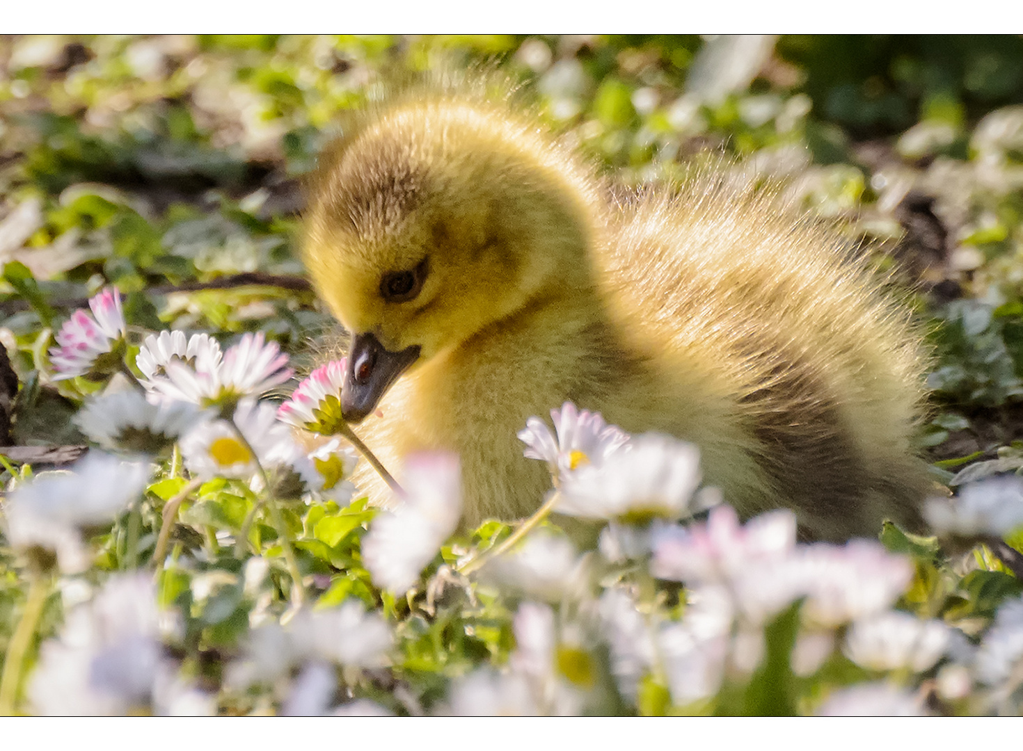 Gänse(küken)blümchen