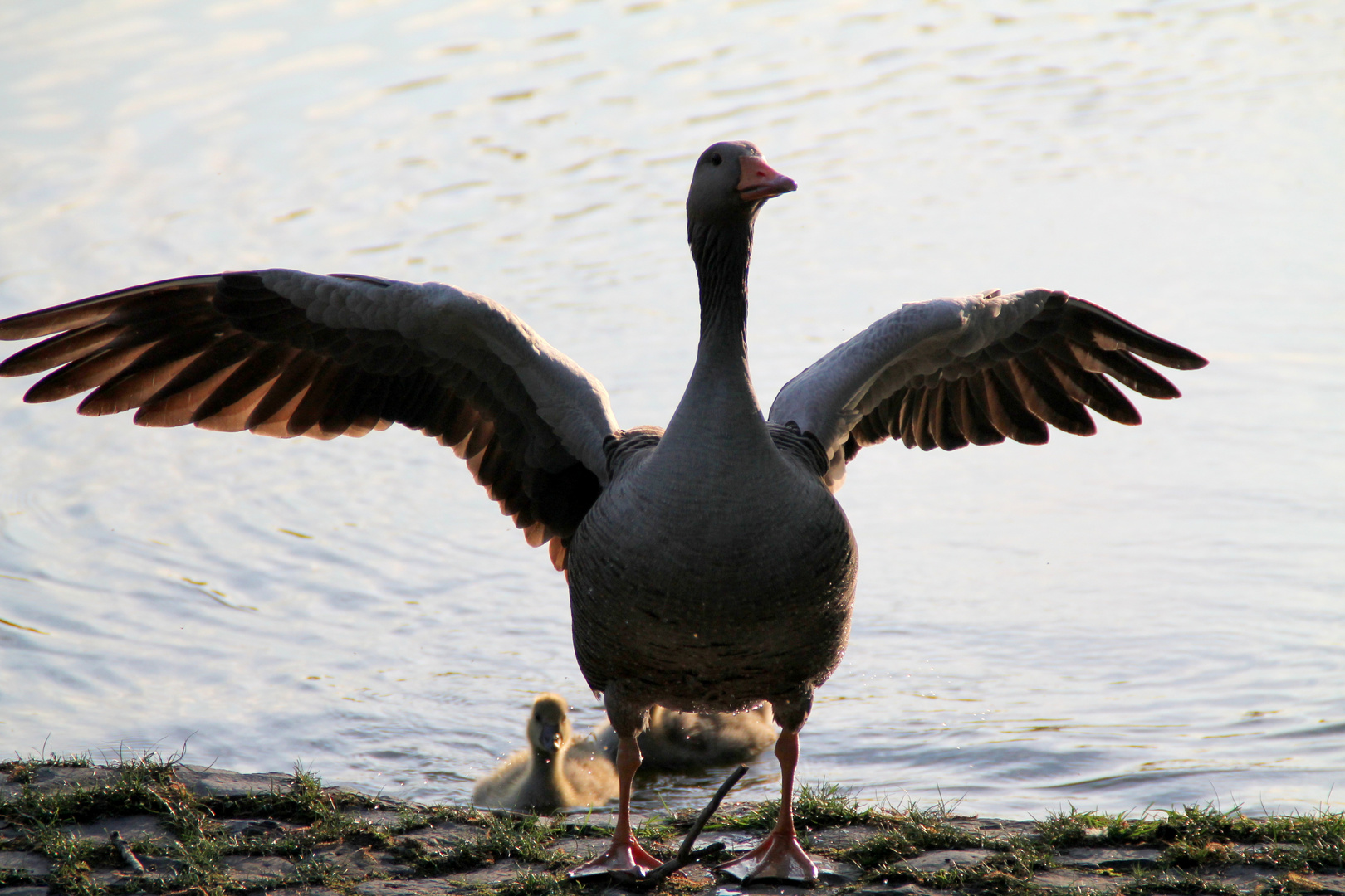 Gänsemama