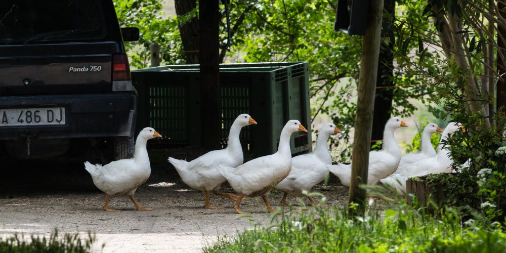 Gänsemarsch