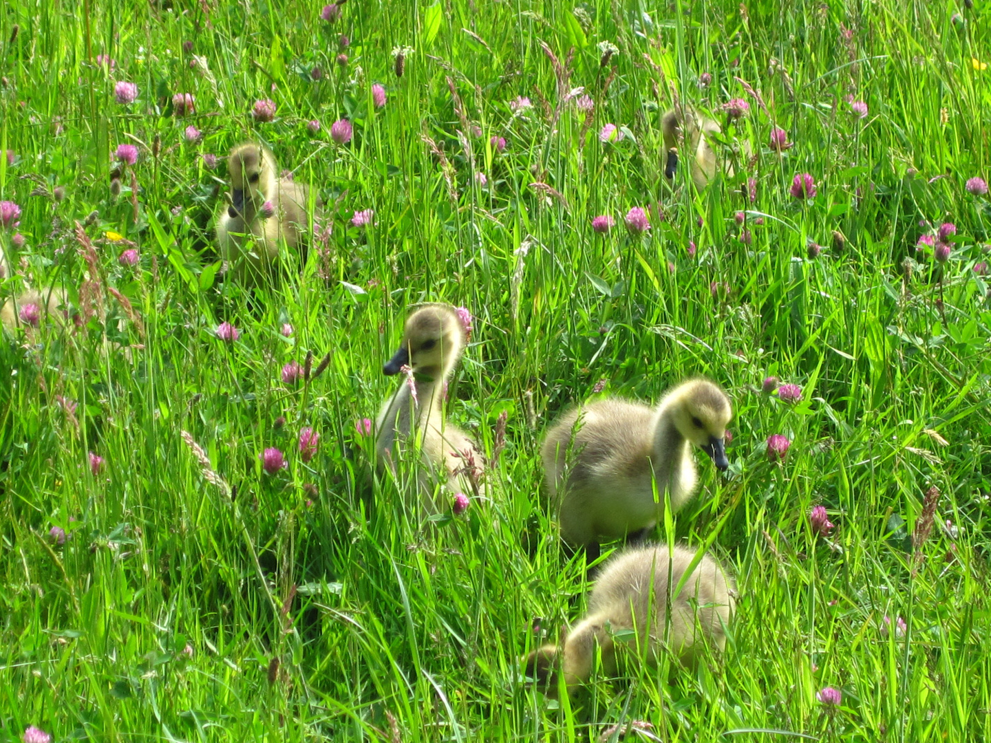 Gänsemarsch