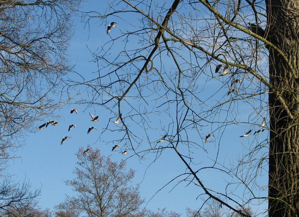 Gänse"marsch"