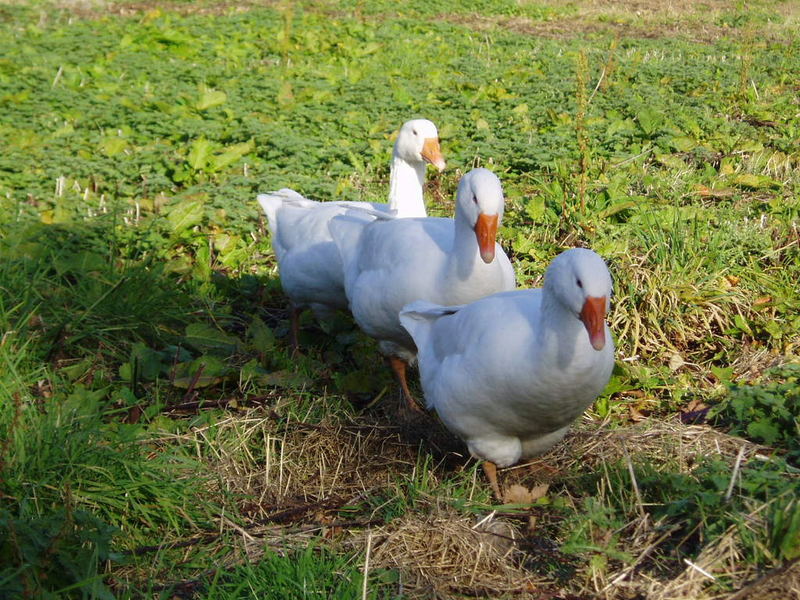 gänsemarsch ...