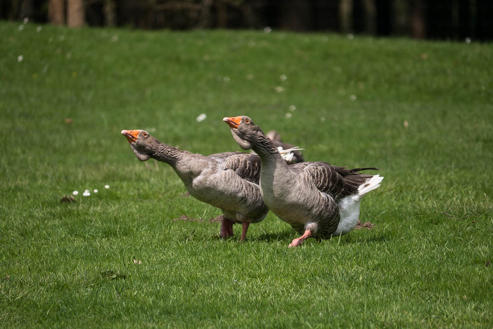 Gänsemarsch