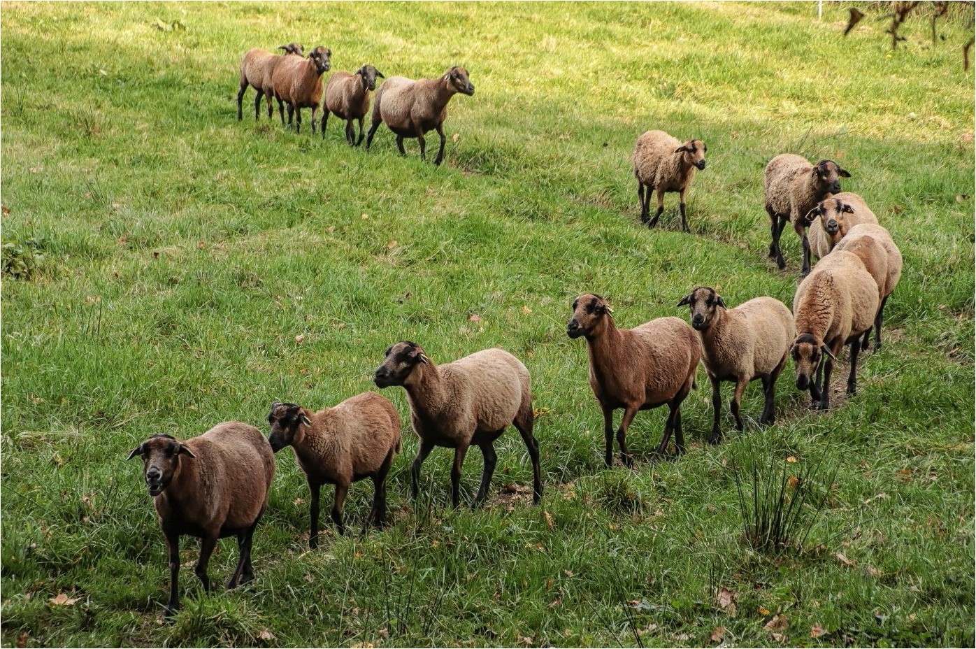 Gänsemarsch