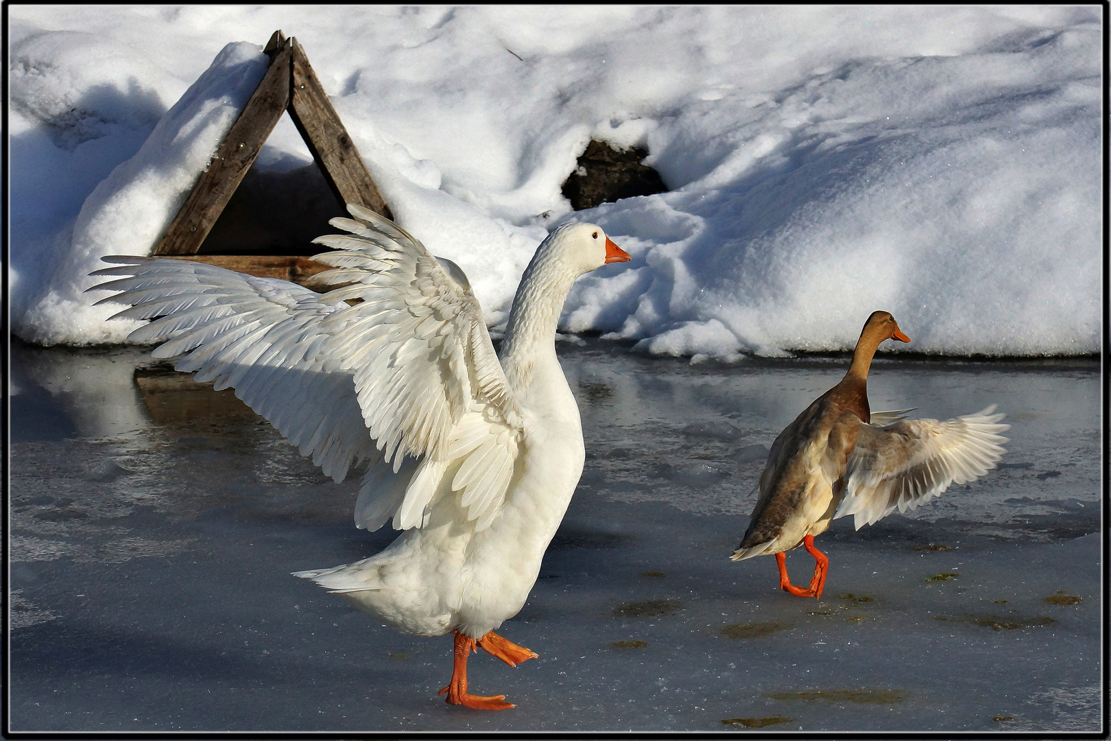 Gänsemarsch