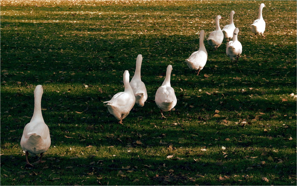 Gänsemarsch