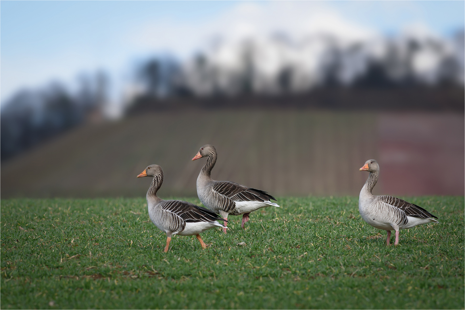 Gänsemarsch