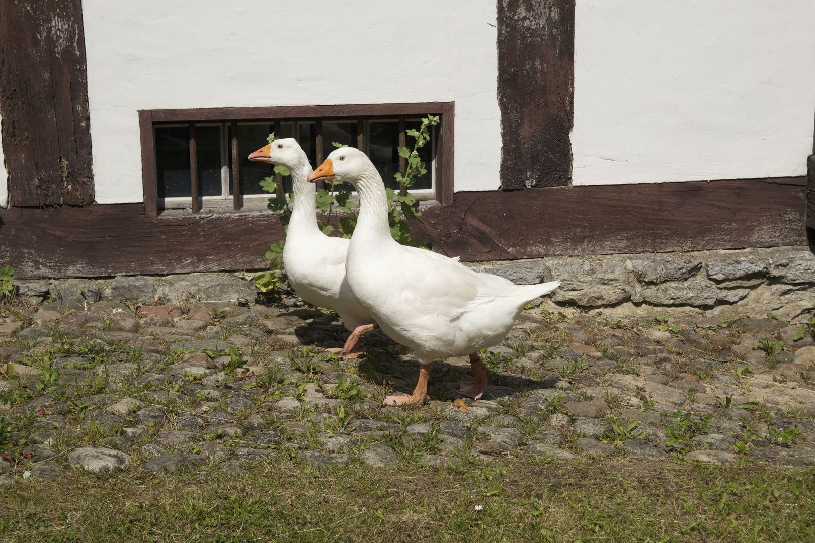 Gänsemarsch