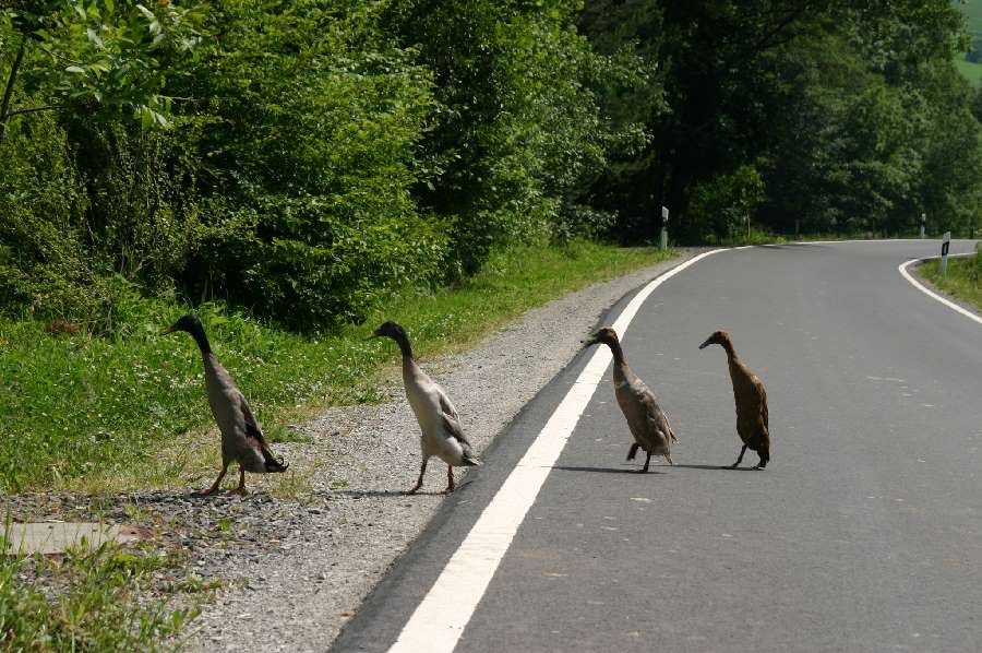 Gänsemarsch...