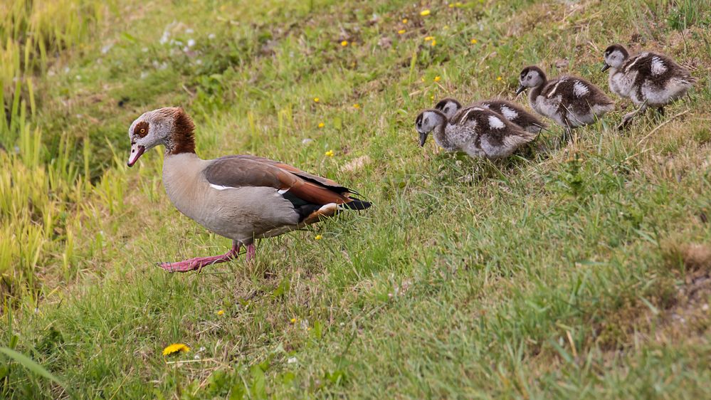 Gänsemarsch